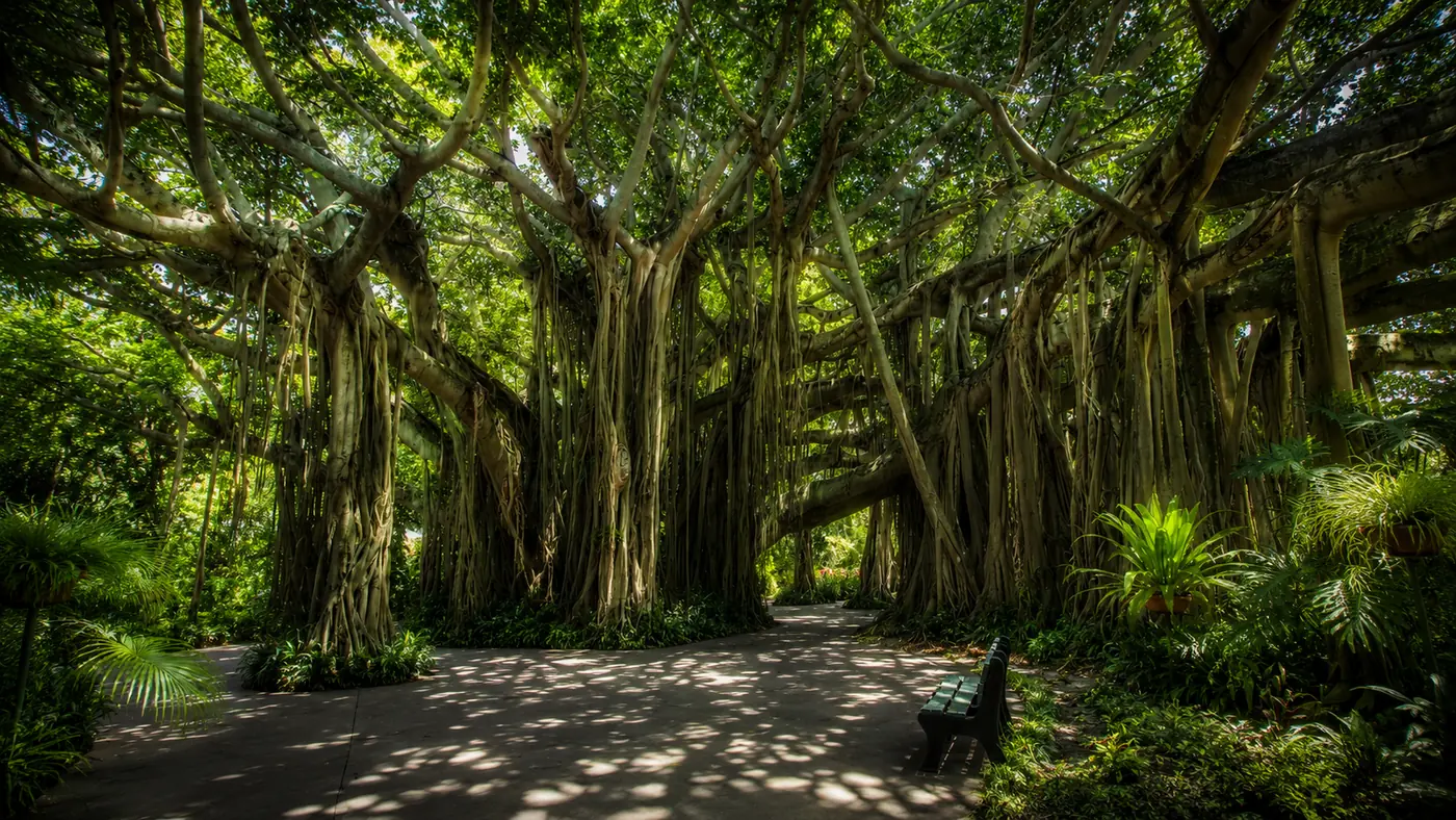 Mature banyan trees forming a dense shaded canopy over a walkway, characteristic of the tropical tree cover in the Village of Pinecrest