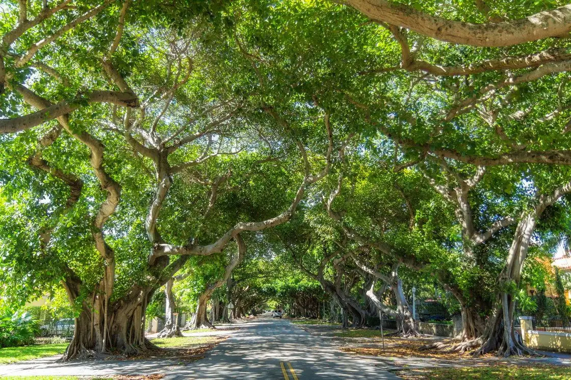 Mature banyan trees forming a shaded canopy over a quiet two-lane residential road in south Miami-Dade